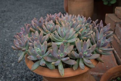 Close-up of succulent plant