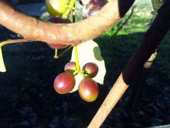 Close-up of fruits on tree