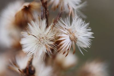 Close-up of white dandelion flower