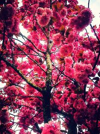 Low angle view of cherry blossoms