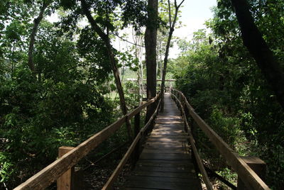 Walkway amidst trees in forest