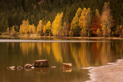 Scenic view of lake in forest during autumn