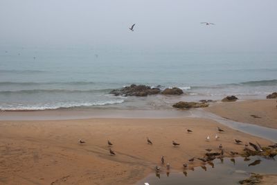 Seagulls on beach