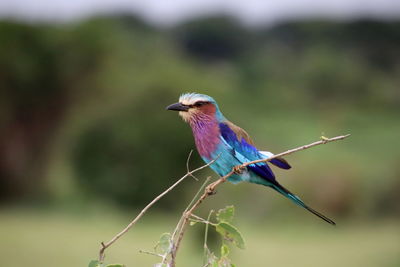 Lilac breasted roller