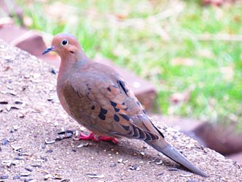 High angle view of a bird