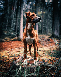 Dog standing on field