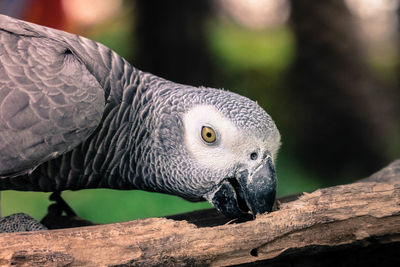 Close-up of a bird