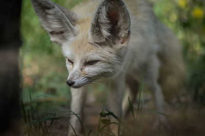 Close-up of a cat looking away