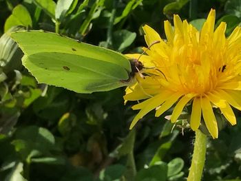 Close-up of insect on yellow flower