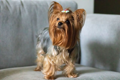 Portrait of a dog at home