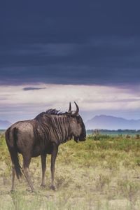 Wildebeest standing on field against sky