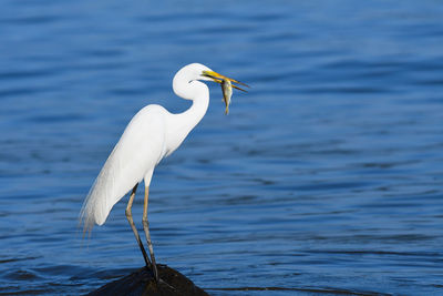 Close-up of heron against lake