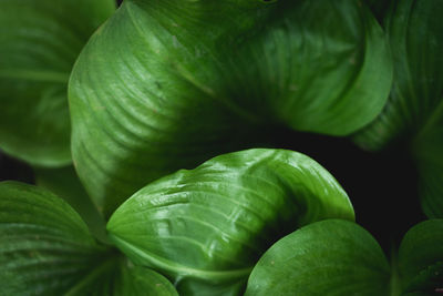 Full frame shot of green leaves