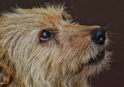 Close-up portrait of horse