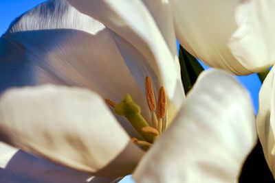 Close-up of white tulip