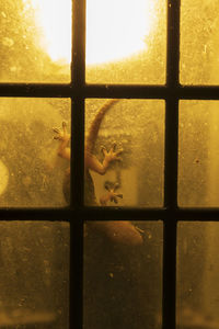 Hemidactylus spp: gecko from madagascar crawling on window
