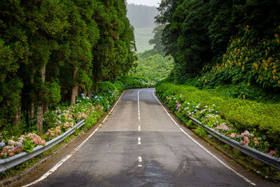 Road amidst plants and trees in forest