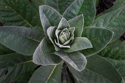 Close-up of flower blooming outdoors