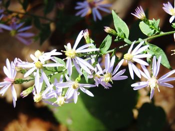 Close-up of flowers blooming outdoors