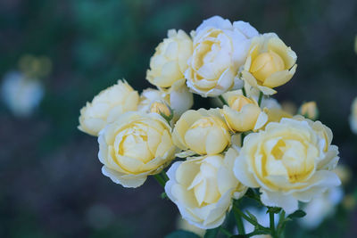 Close-up of white roses