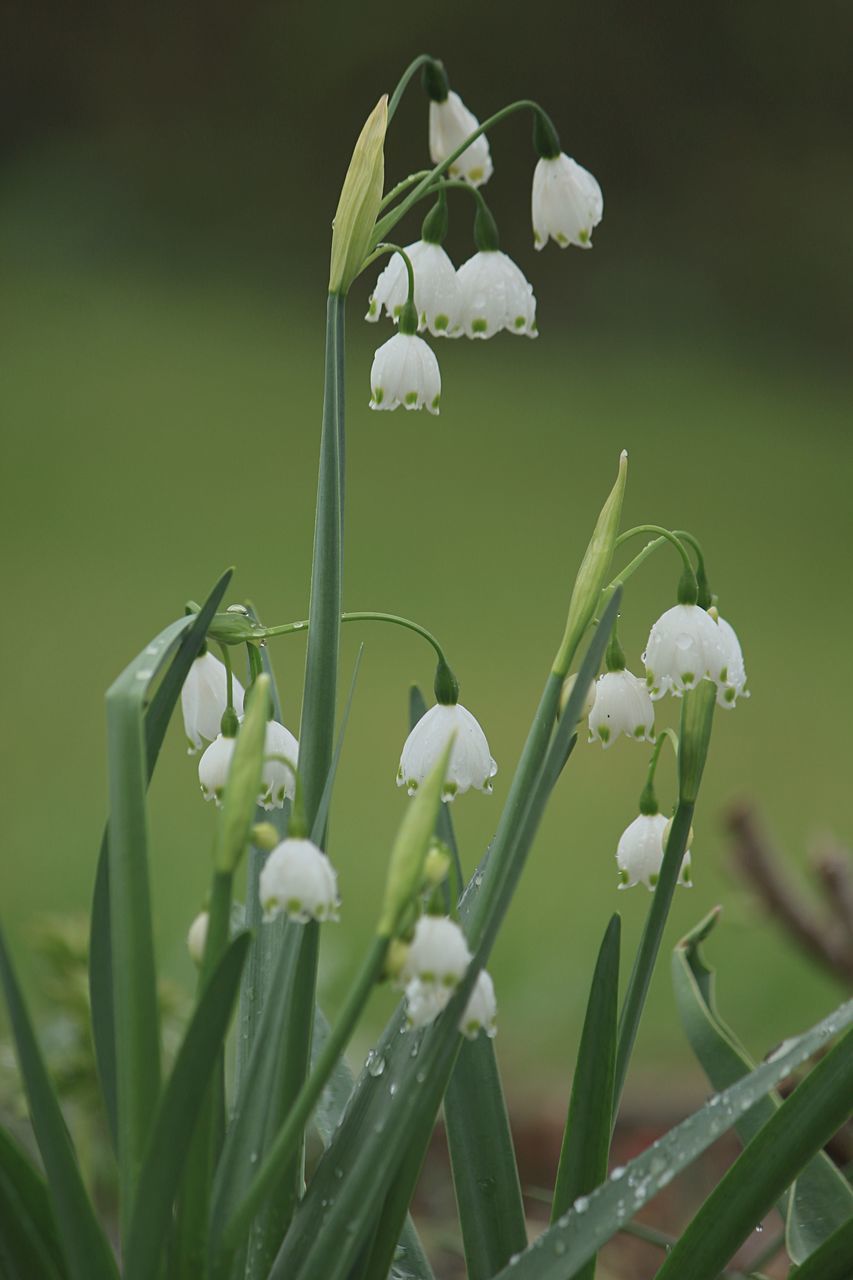 CLOSE-UP OF WHITE FLOWERING PLANT AGAINST BLURRED BACKGROUND