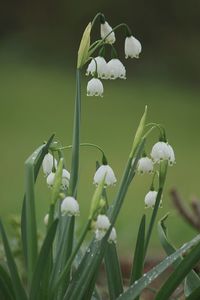 Close-up of white flowering plant