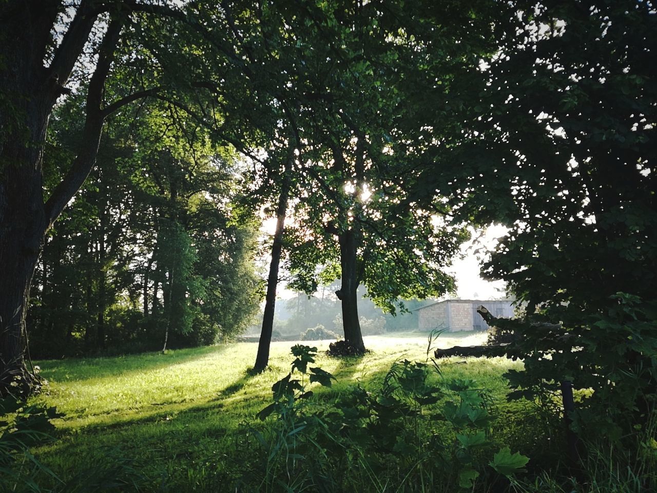 TREES ON LANDSCAPE