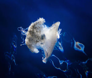 Close-up of jellyfish swimming in sea