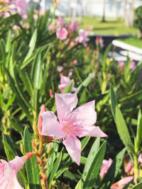 Close-up of pink rose flower
