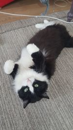 High angle portrait of cat