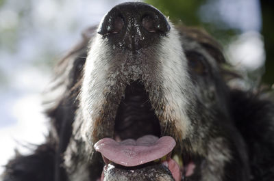 Close-up of dog looking away outdoors