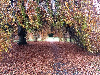 Close-up of trees during autumn