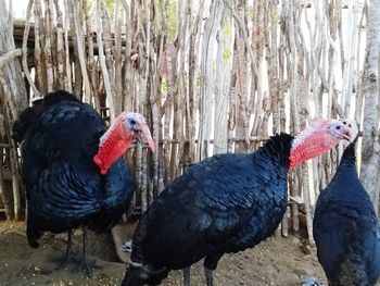 Close-up of birds perching