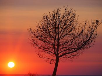 Silhouette bare tree against romantic sky at sunset