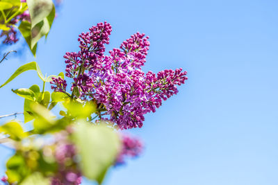 Low angle view of flowers against clear blue sky