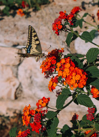 Butterfly on orange flower