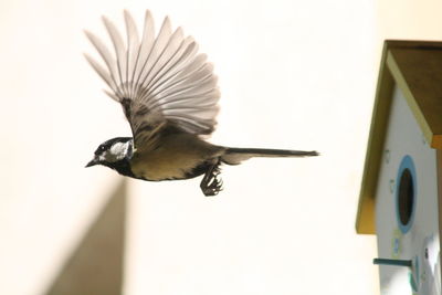 Bird flying over water