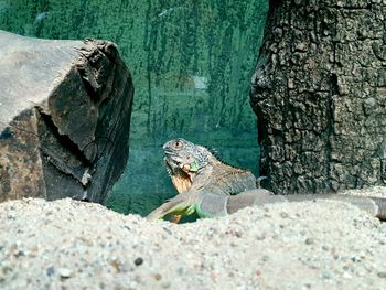 Close-up of lizard on rock