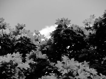 Low angle view of tree against sky