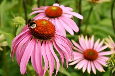 Close-up of bumblebee on purple coneflower blooming outdoors