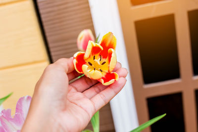 Cropped hand holding yellow flower against blurred background