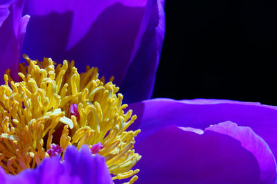 High angle view of purple flower blooming in park