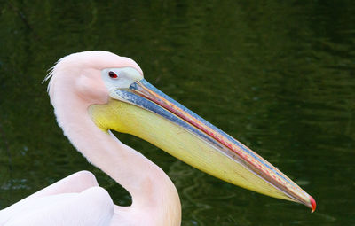 Close-up of a pink pelican