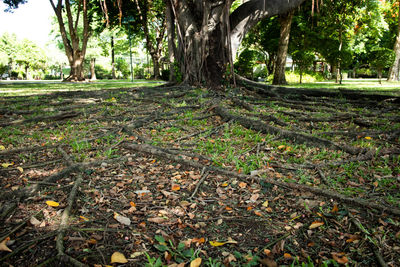 Trees in park