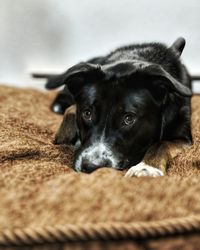 Close-up portrait of dog resting