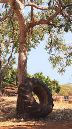 View of tree against sky