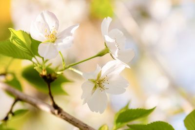 Close-up of white cherry blossoms