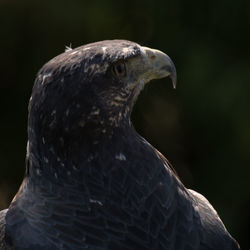 Close-up of owl perching outdoors