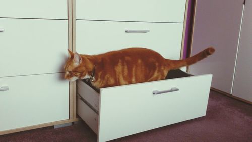 Cat sitting on floor