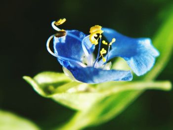 Close-up of purple flowers blooming